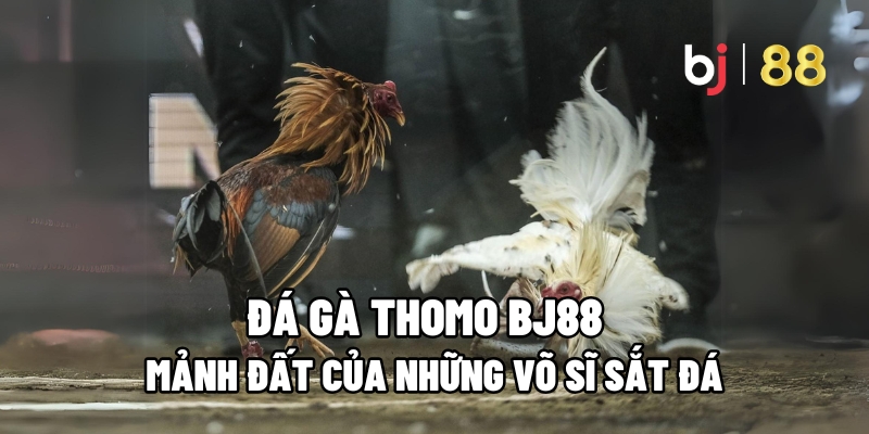 Đá Gà Thomo BJ88: Mảnh Đất Của Những Võ Sĩ Sắt Đá - Fuxage