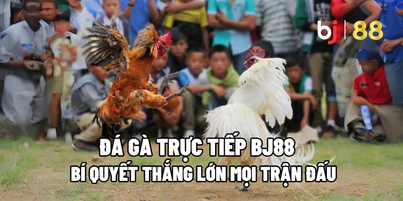 Đá Gà Trực Tiếp BJ88 : Bí Quyết Thắng Lớn Mọi Trận Đấu - Fuxage Đá Gà Trực Tiếp BJ88 : Bí Quyết Thắng Lớn Mọi Trận Đấu - Fuxage