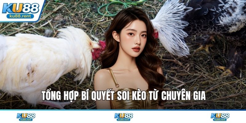 Đá Gà Cúp C1 - Khám Phá Đỉnh Cao Giải Trí Kịch Tính - Fuxage